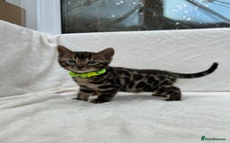 Bengal cats for sale: ❤️ GORGEOUS PURE BENGAL KITTENS ❤️ - Image 34