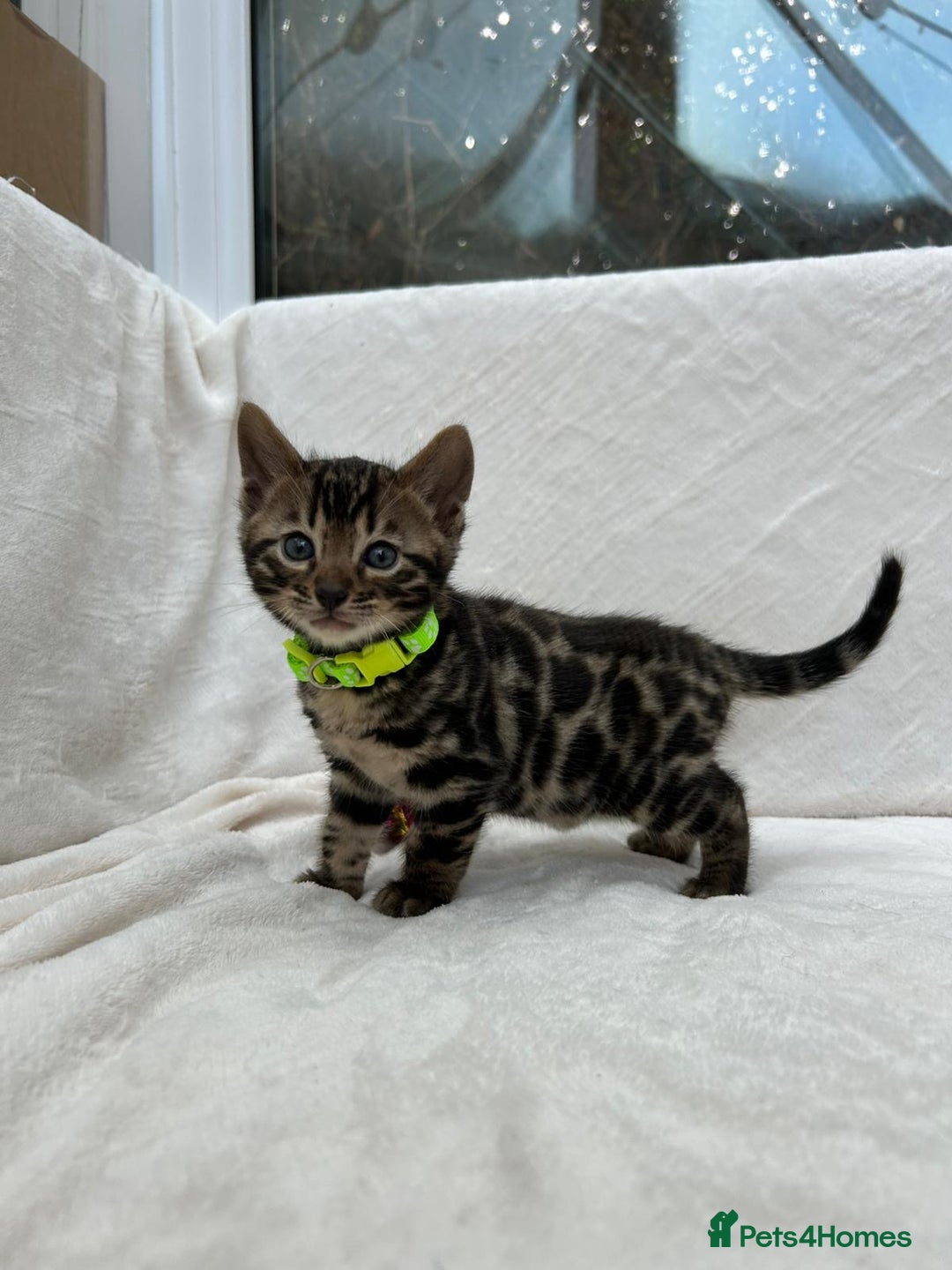 Bengal cats for sale: ❤️ GORGEOUS PURE BENGAL KITTENS ❤️ - Image 34