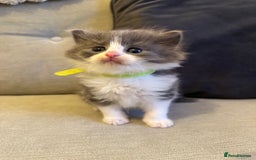 Ragdoll cats for sale: Reserved - Image 28