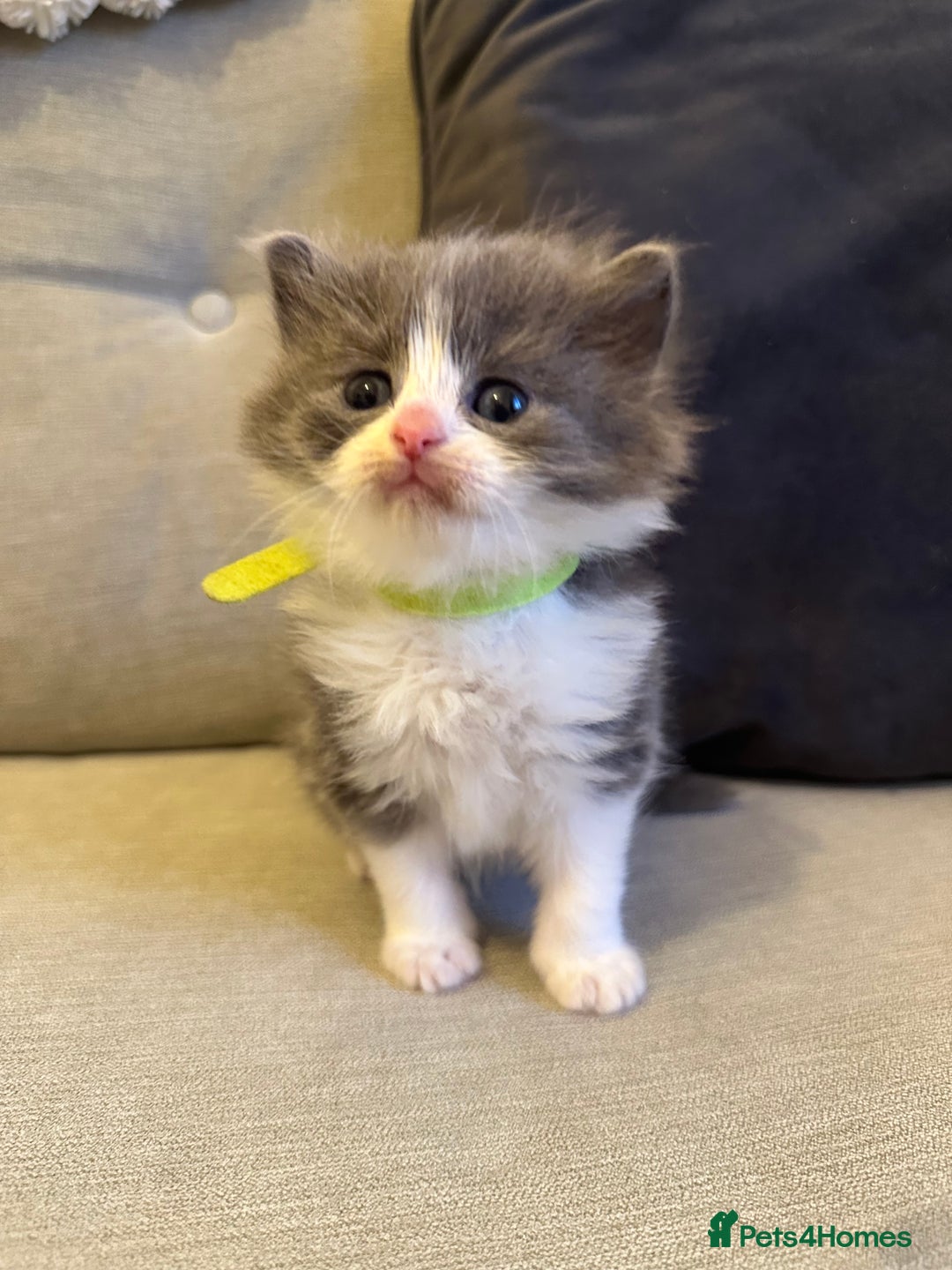 Ragdoll cats for sale: Reserved - Image 28