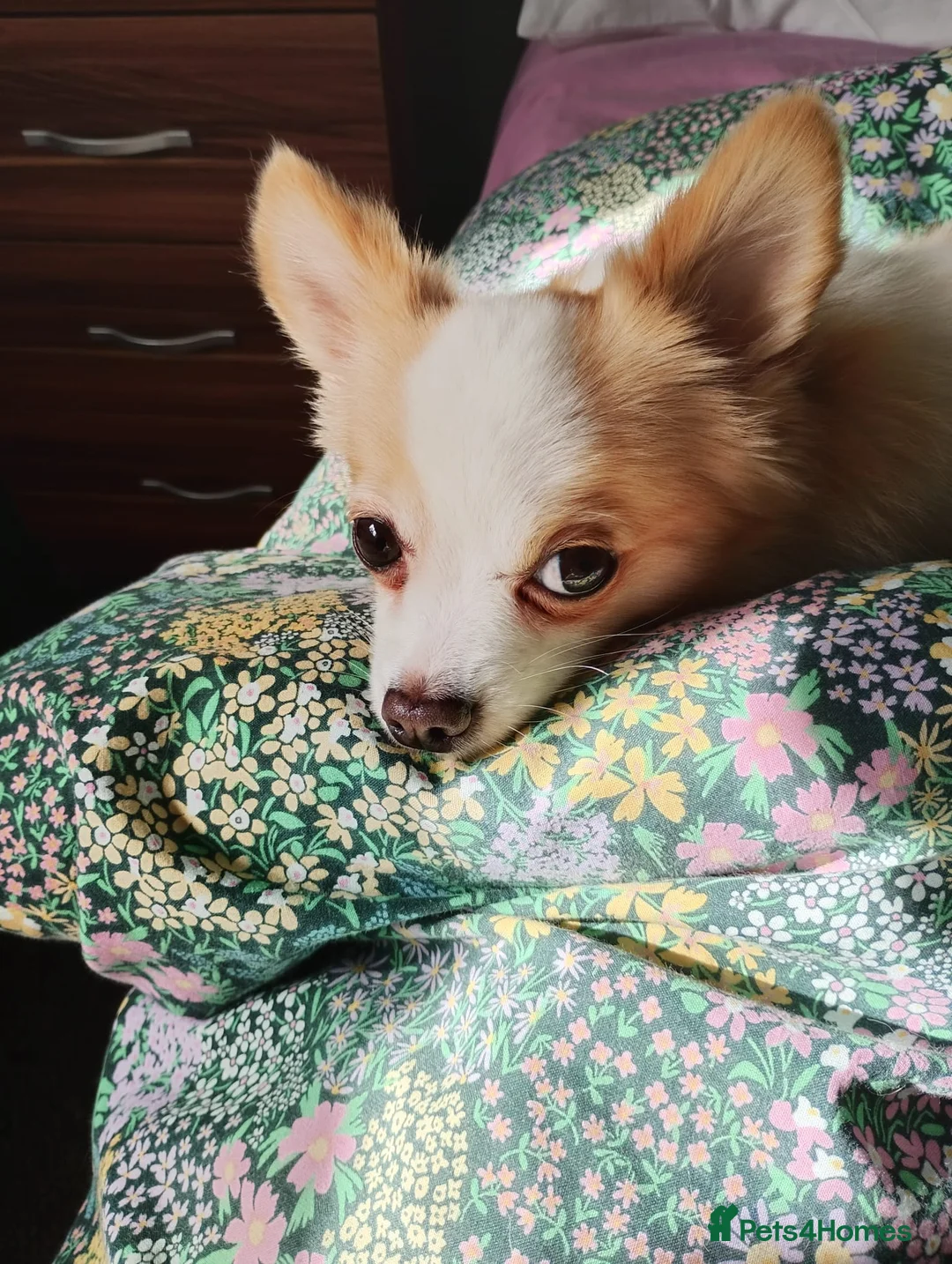 Chihuahua dogs for sale: 3 Year Old Male Chihuahua in Hunstanton - Advert 1