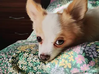 Chihuahua dogs 3 Year Old Male Chihuahua - Advert 1