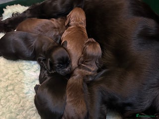 Cocker Spaniel dogs - Advert 30