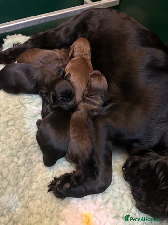 Cocker Spaniel dogs - Advert 10