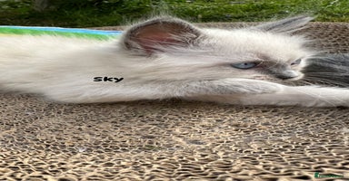Ragdoll cats - Advert 11