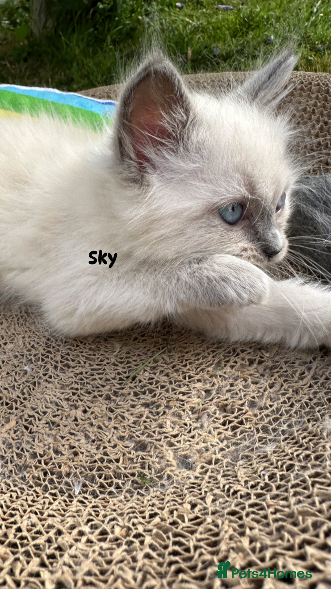 Ragdoll cats for sale: Pure breed ragdolls . Ready to leave SOON  - Image 6
