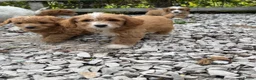 Cockapoo dogs for sale: Cocker poo - Advert 9