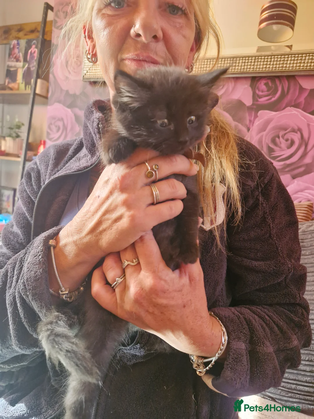 Ragdoll cats for sale: Ragdoll cross kittens  - Advert 4
