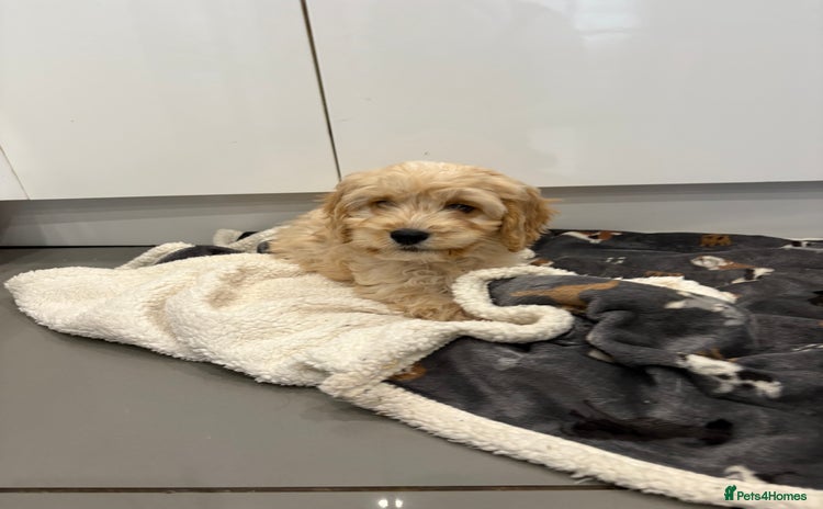 Cockapoo dogs - Advert 2