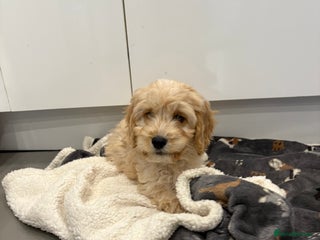 Cockapoo dogs - Advert 18