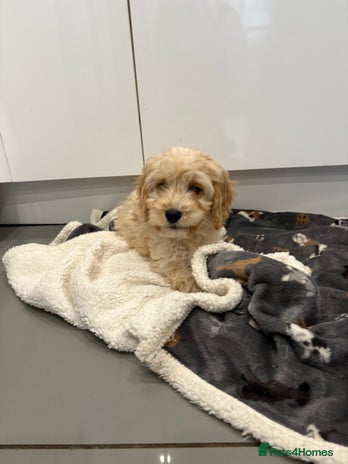 Cockapoo dogs - Advert 1