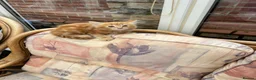 Mixed Breed cats for sale: Ginger-Tortie Kittens  - Advert 5