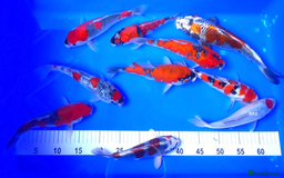 Koi Carp fish for sale: Huge selection of Japanese Koi for sale - Image 28