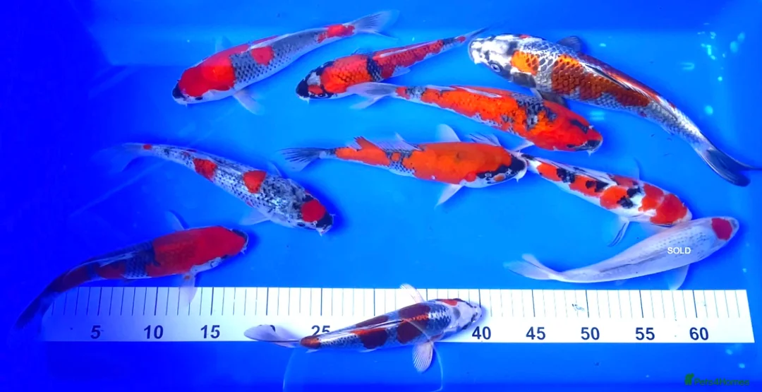 Koi Carp fish for sale: MASSIVE WINTER KOI SALE - 50% off - Advert 28