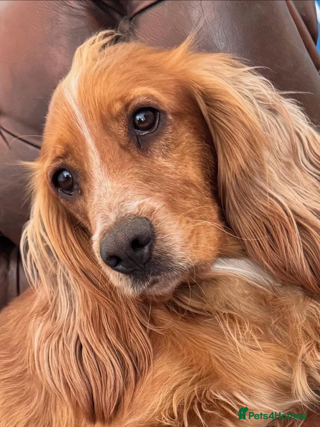 Cocker Spaniel dogs for adoption: Lewy  - Advert 1