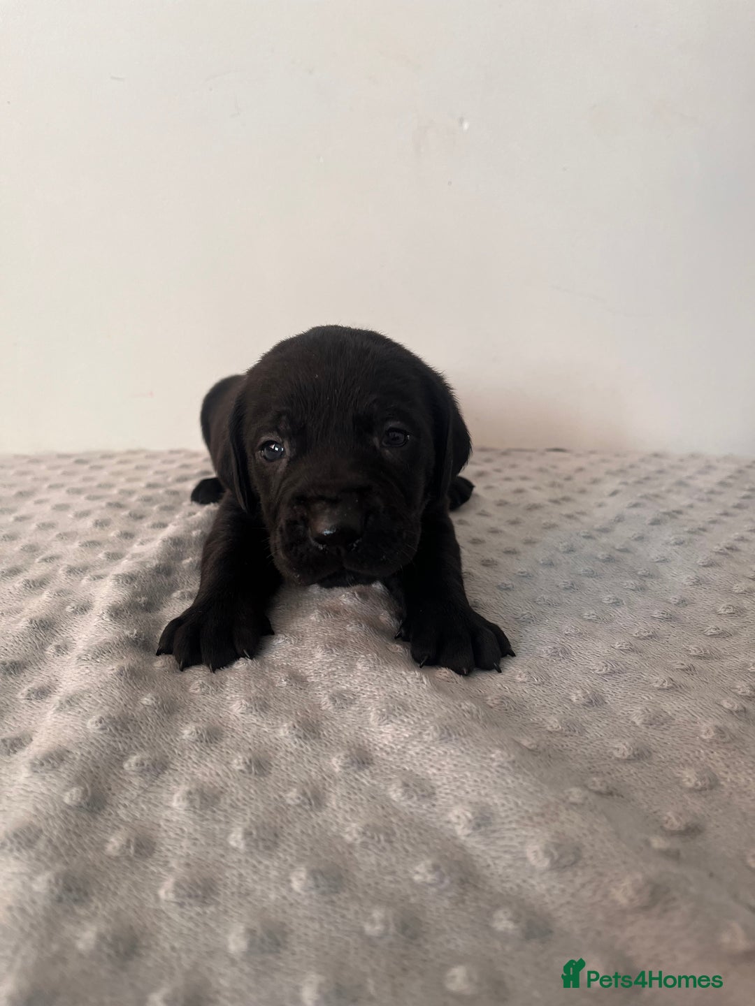 Cane Corso dogs for sale: Stunning Full Pedigree Cane Corso Puppies 🏆  - Advert 20