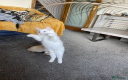 Ragdoll cats for sale: Ragdoll adults Purebred pedigree 5 generations  - Image 13