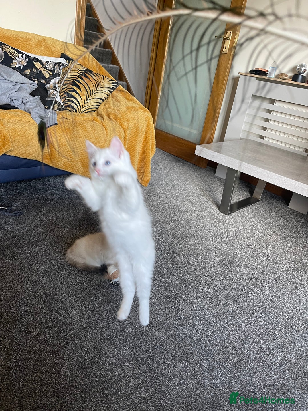 Ragdoll cats for sale: Ragdoll adults Purebred pedigree 5 generations  - Image 13