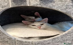 Mixed Breed cats for adoption: ARES BOY - FIONA MIX TURKISH ANGORA GIRL BONDED  - Advert 9