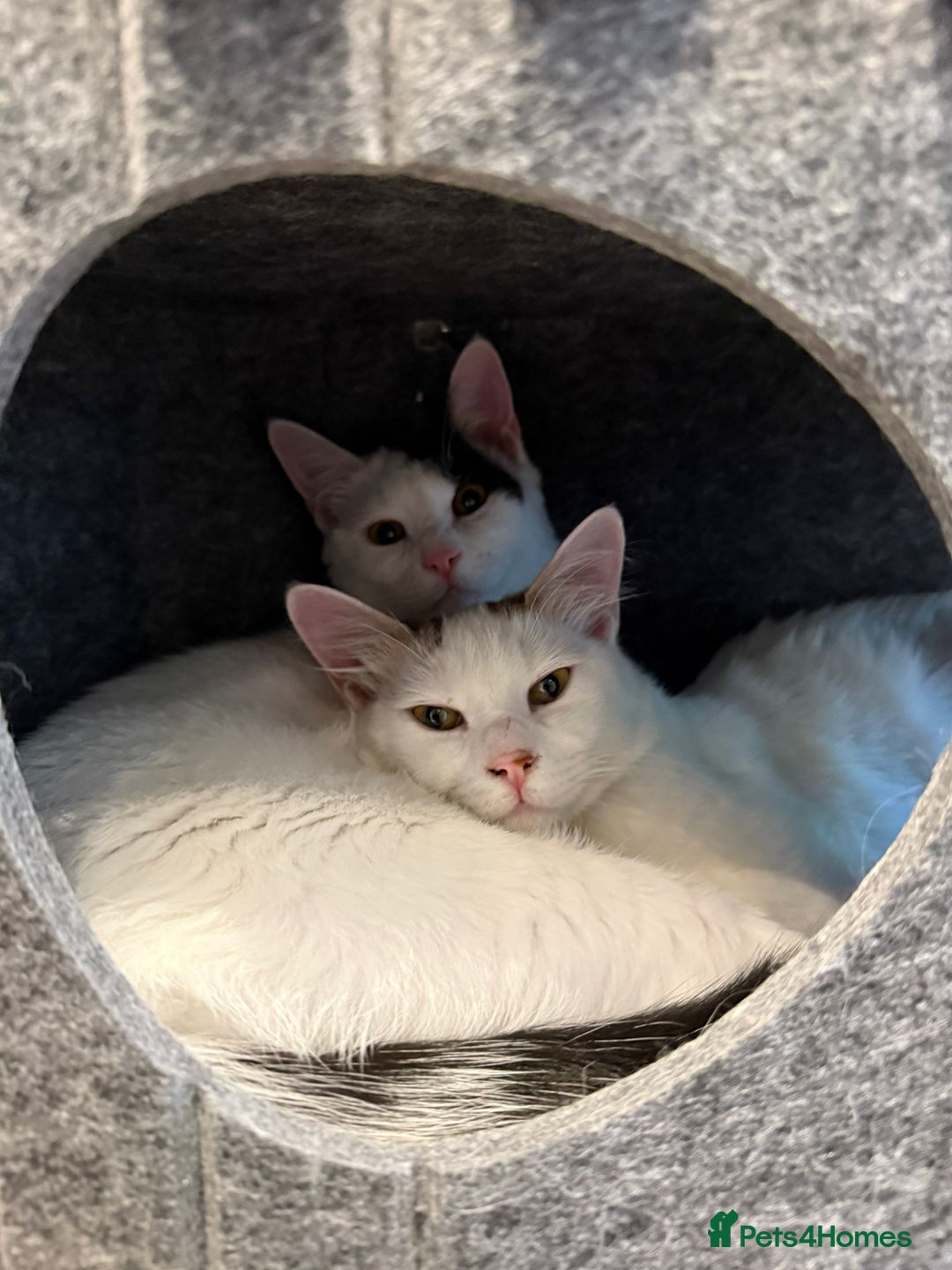 Mixed Breed cats for adoption: ARES BOY - FIONA MIX TURKISH ANGORA GIRL BONDED  - Advert 9