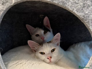 Mixed Breed cats ARES BOY - FIONA MIX TURKISH ANGORA GIRL BONDED - Advert 5