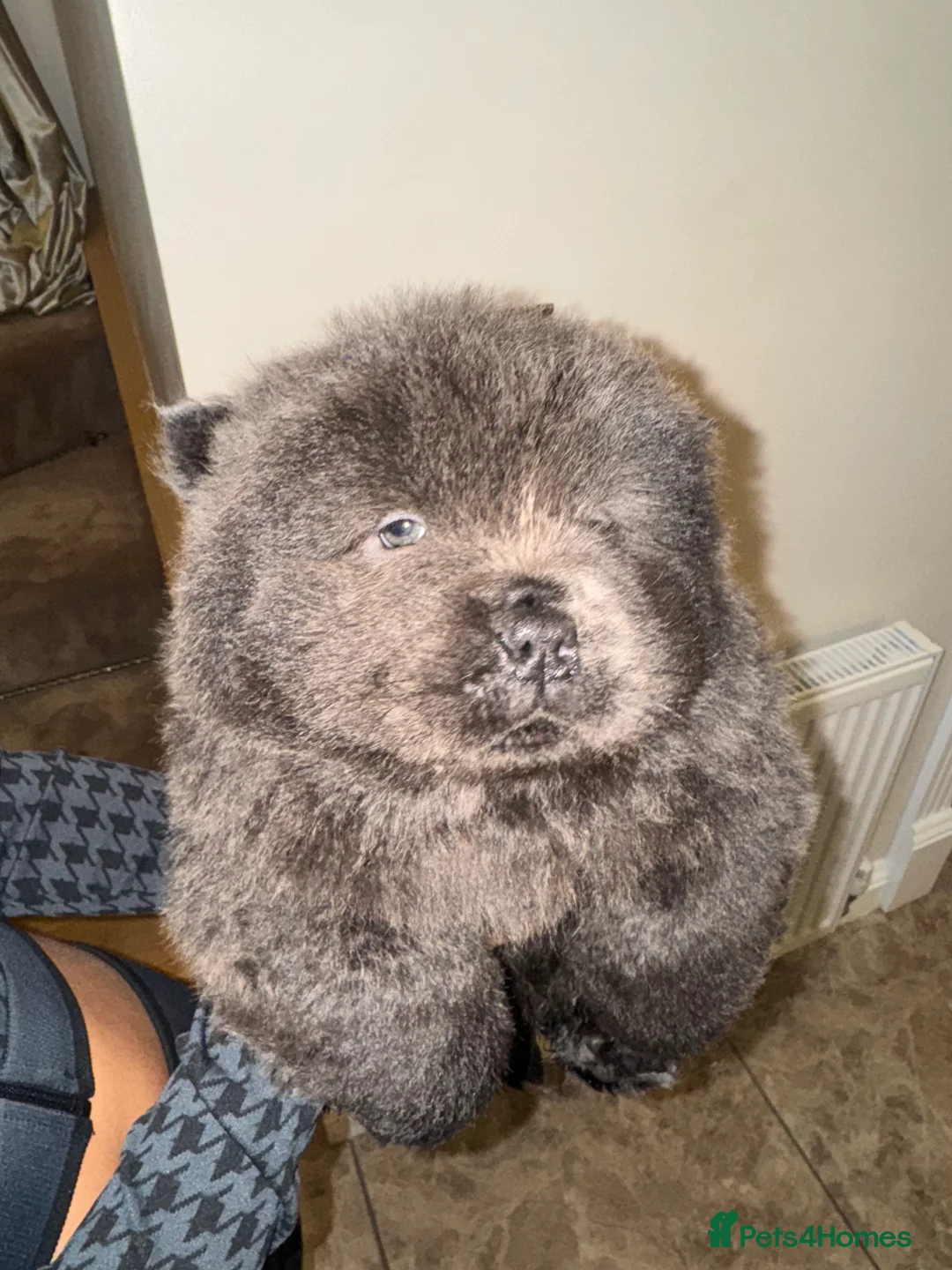 Chow Chow dogs for sale: 3 beautys left ⭐️  - Advert 8