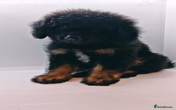 Bernedoodle dogs for sale: Miniature F1b bernedoodle boy - Advert 1