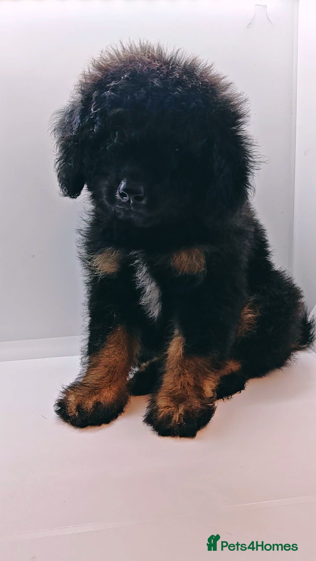 Bernedoodle dogs for sale: Miniature F1b bernedoodle boy - Advert 1