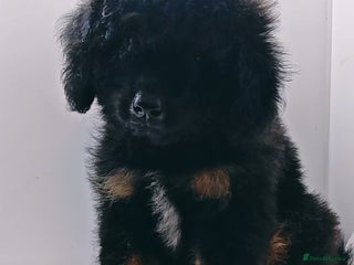 Bernedoodle dogs Miniature F1b bernedoodle boy - Advert 1