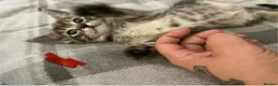 Mixed Breed cats for sale: 5 beautiful kittens - Advert 15