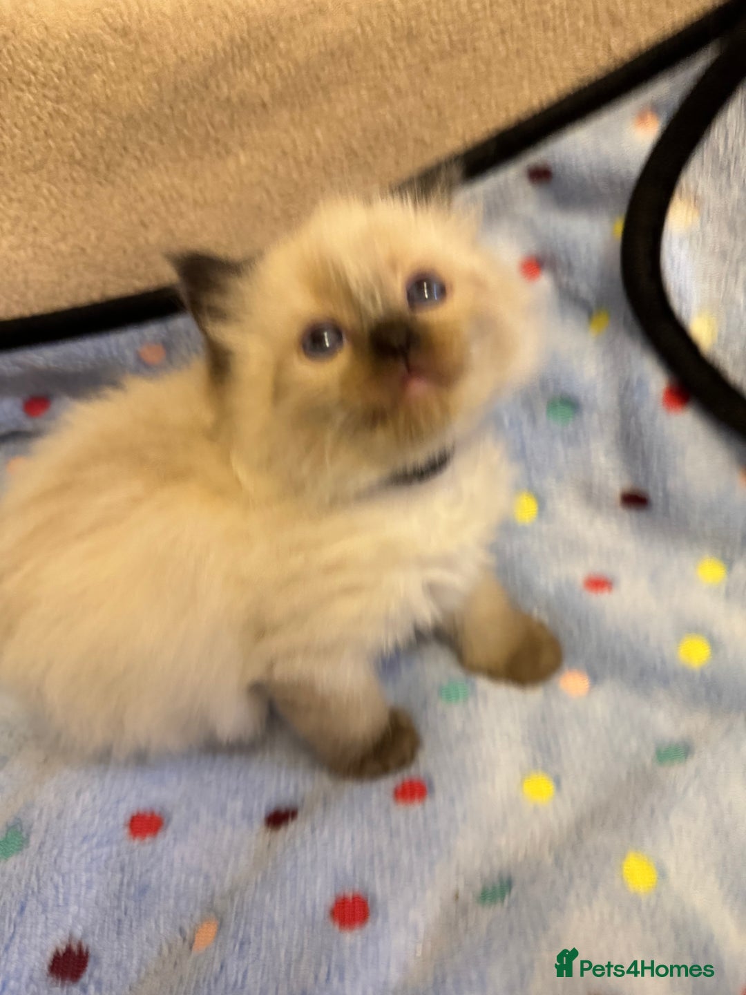 Ragdoll cats for sale: Our little snow babies ragdoll kittens  - Image 14