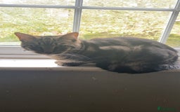 Domestic Shorthair cats for sale: Friendly 1 year old male domestic shorthair - Advert 2