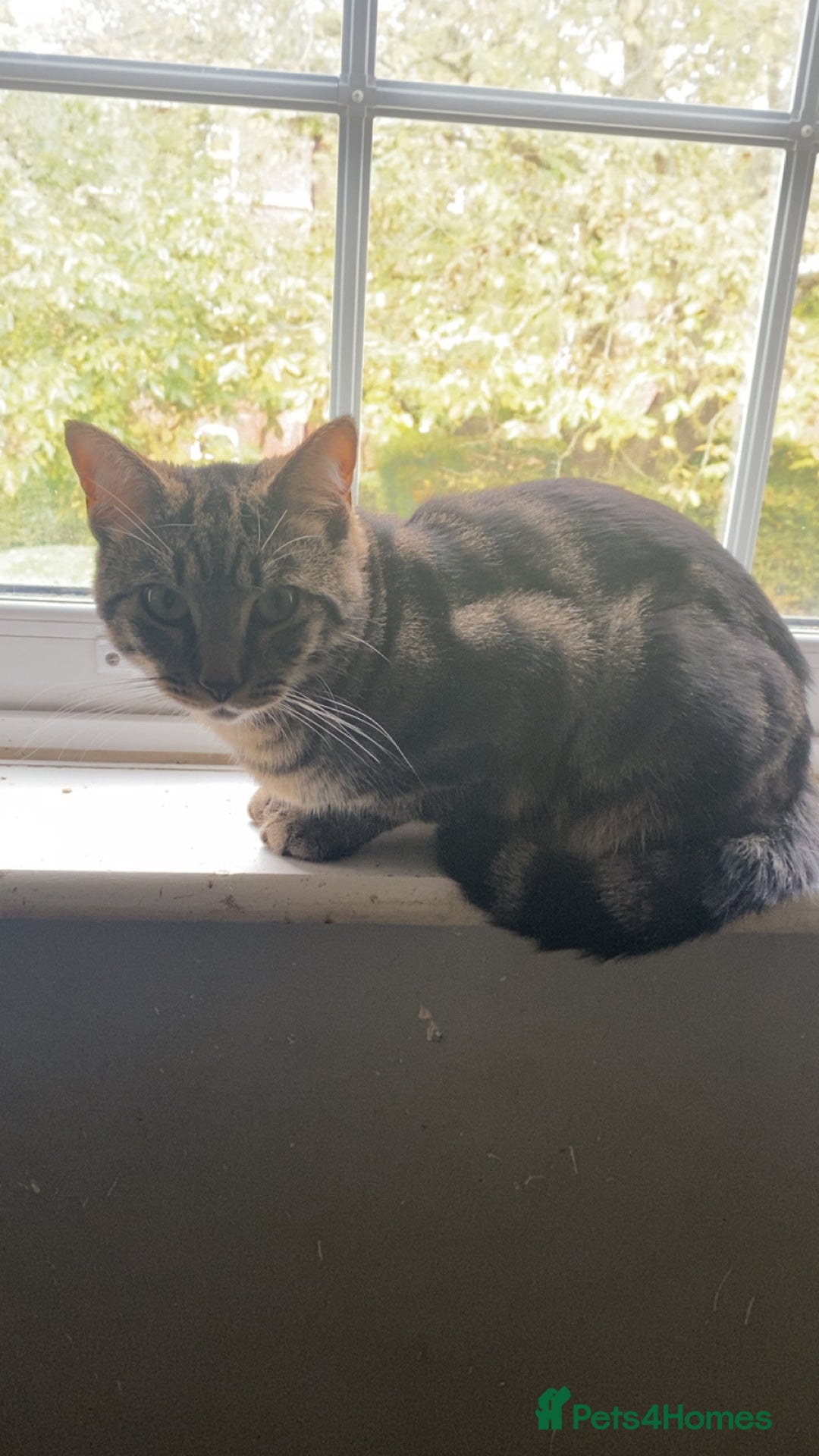 Domestic Shorthair cats for sale: Friendly 1 year old male domestic shorthair - Advert 2