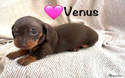 Miniature Dachshund dogs for sale: 8 MINIATURE DACHSHUNDS - Advert 11