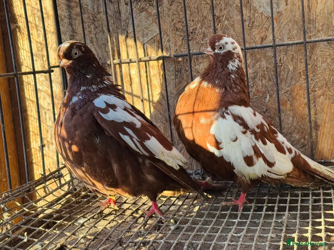 Pigeons birds for sale: RARE ENGLISH SHORTFACE TUMBLERS - Advert 14