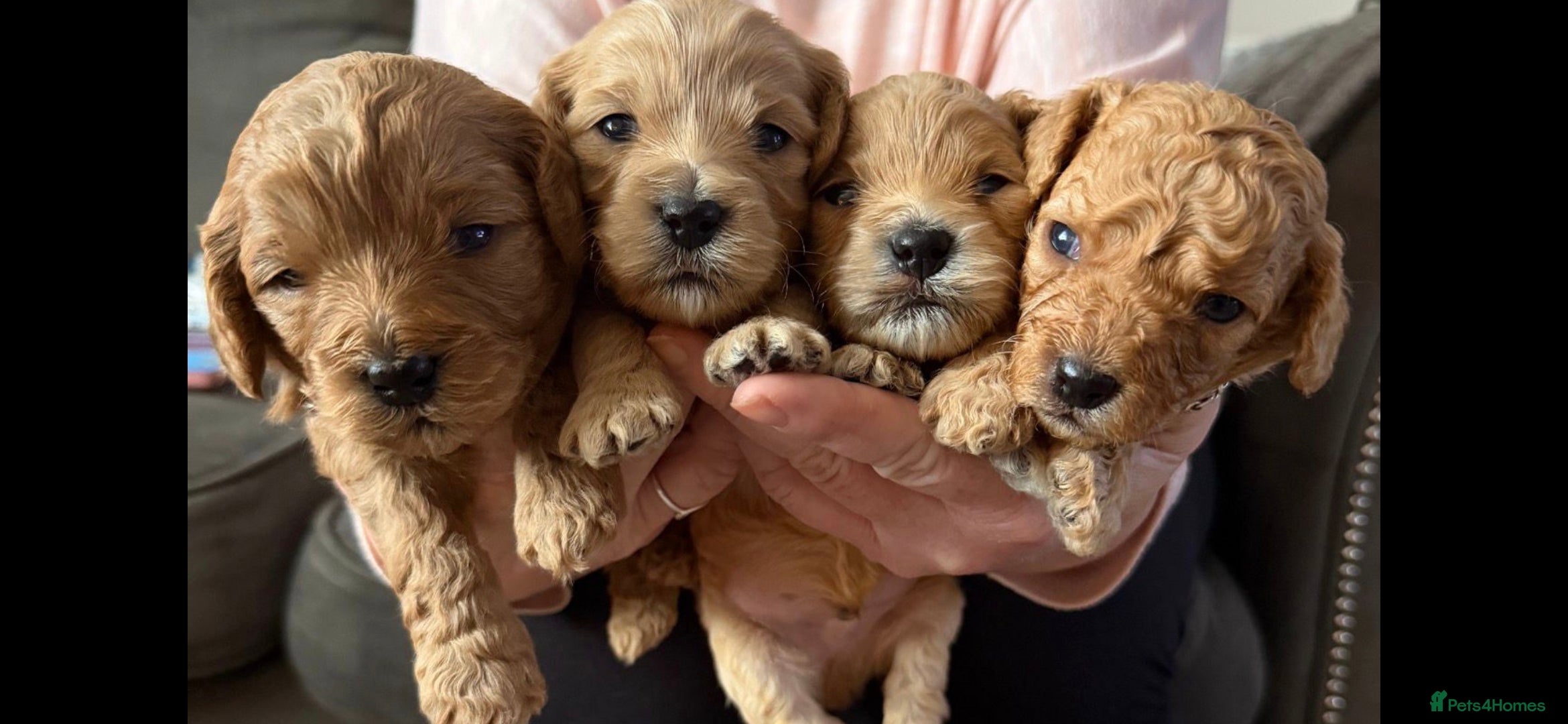 Mixed Breed dogs ✨️✨️ Stunning Cavapoochon Puppies ✨️✨️ - Advert 12
