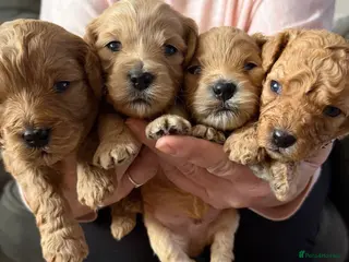 Mixed Breed dogs ✨️✨️ Stunning Cavapoochon Puppies ✨️✨️ - Advert 12