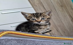 Bengal cats for sale: Bengal tabby mix kittens - Image 1