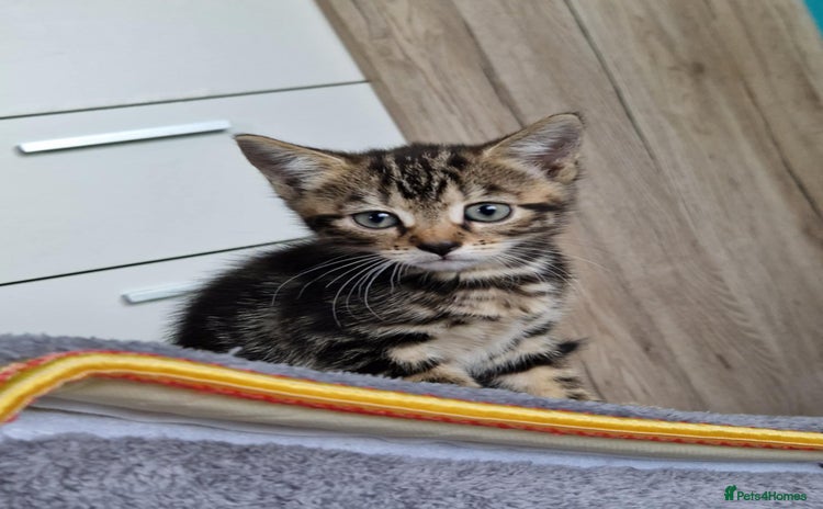 Bengal cats - Advert 3