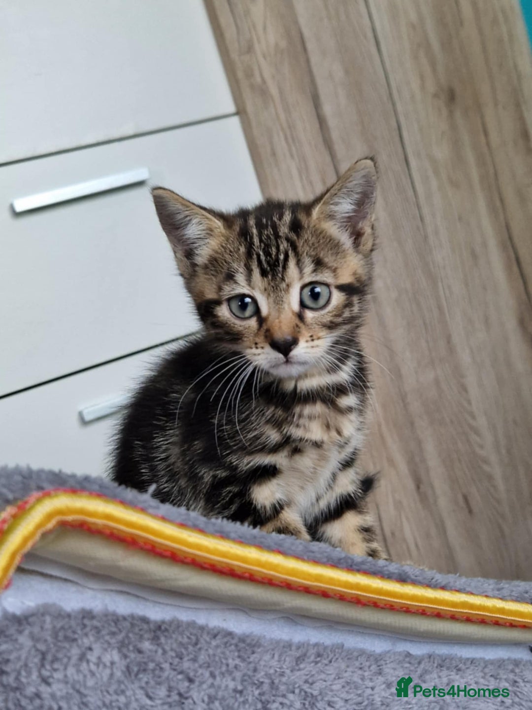 Bengal cats for sale: Bengal tabby mix kittens - Image 1