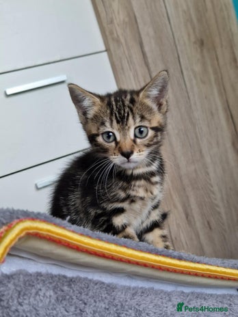 Bengal cats - Advert 11