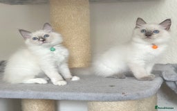 Ragdoll cats for sale: Gentle, Affectionate, Cuddly, Playful Kittens - Image 9