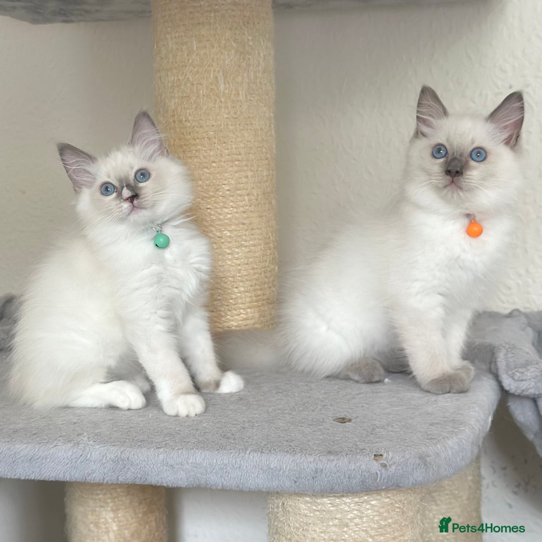 Ragdoll cats for sale: Gentle, Affectionate, Cuddly, Playful Kittens - Image 9