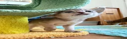 Abyssinian cats for sale: Gorgeous Abyssinian kittens - Advert 17