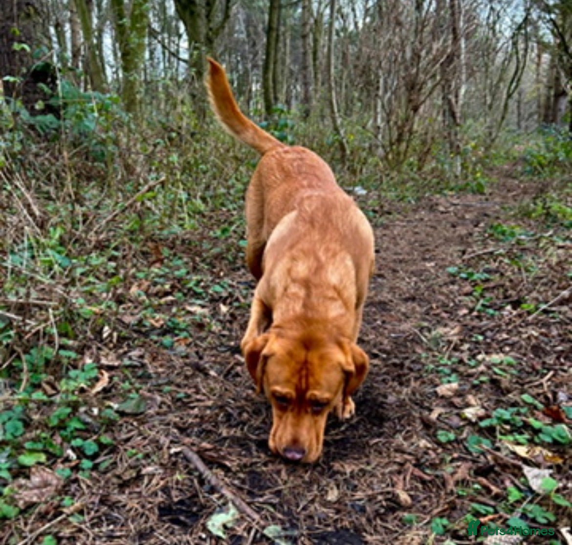 Labrador Retriever dogs ❗️KC REGISTER FOX RED LABRADOR STUD call name:Kai - Advert 1