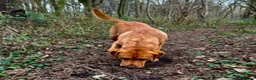 Labrador Retriever dogs for stud: ❗️KC REGISTER FOX RED LABRADOR STUD call name:Kai in Bishop Auckland - Advert 1