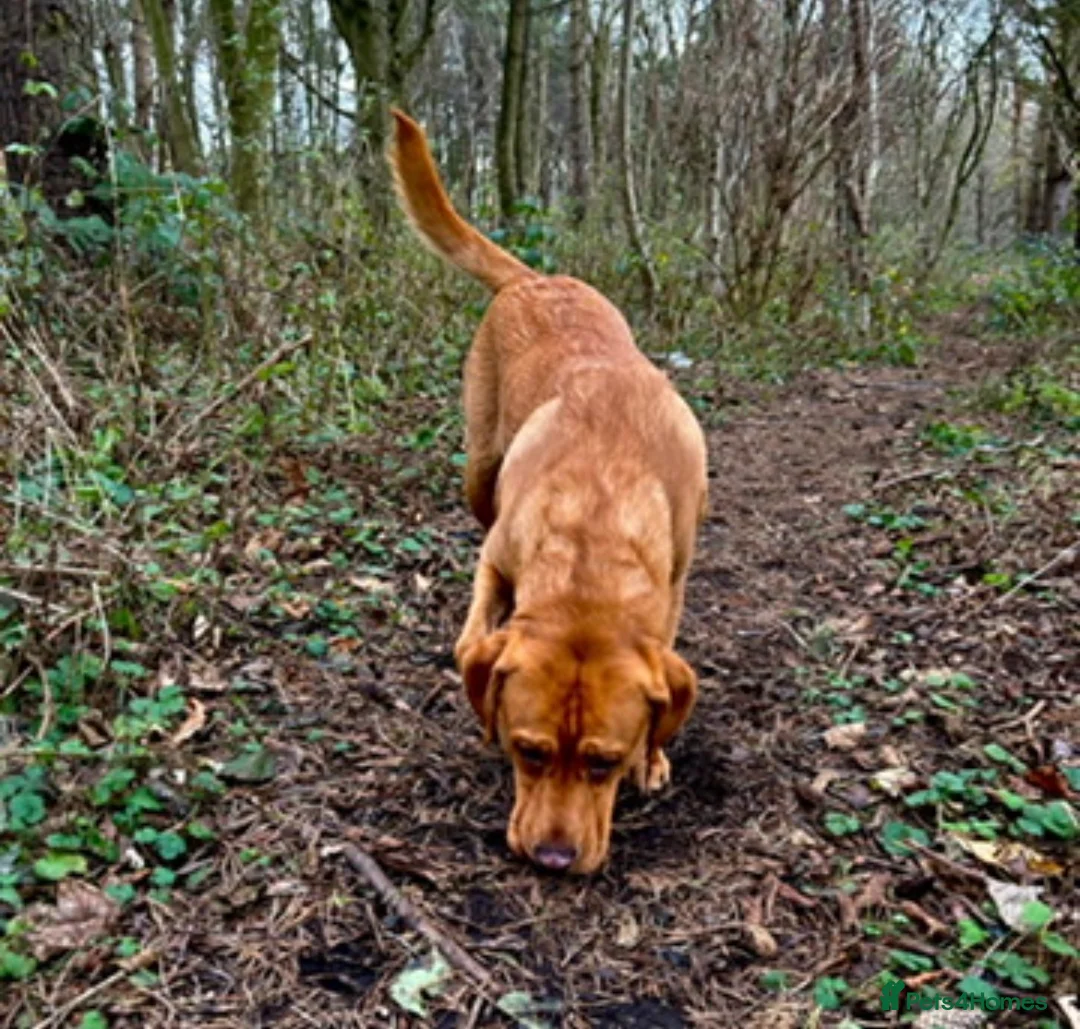 Labrador Retriever dogs for stud: ❗️KC REGISTER FOX RED LABRADOR STUD call name:Kai in Bishop Auckland - Advert 1