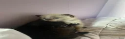 Domestic Shorthair cats for sale: 2 Male kittens - Advert 13