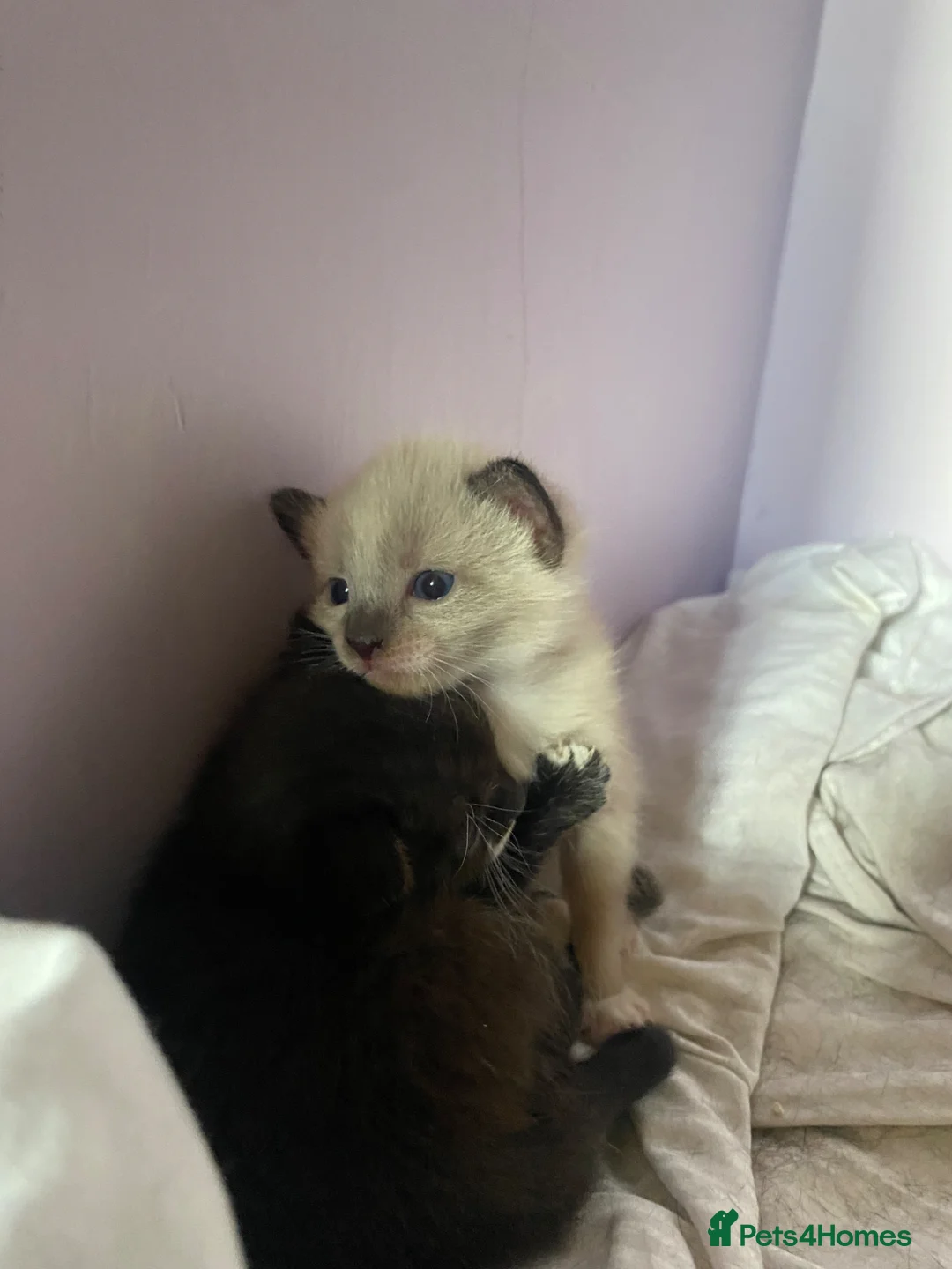 Domestic Shorthair cats for sale: 2 Male kittens - Advert 13