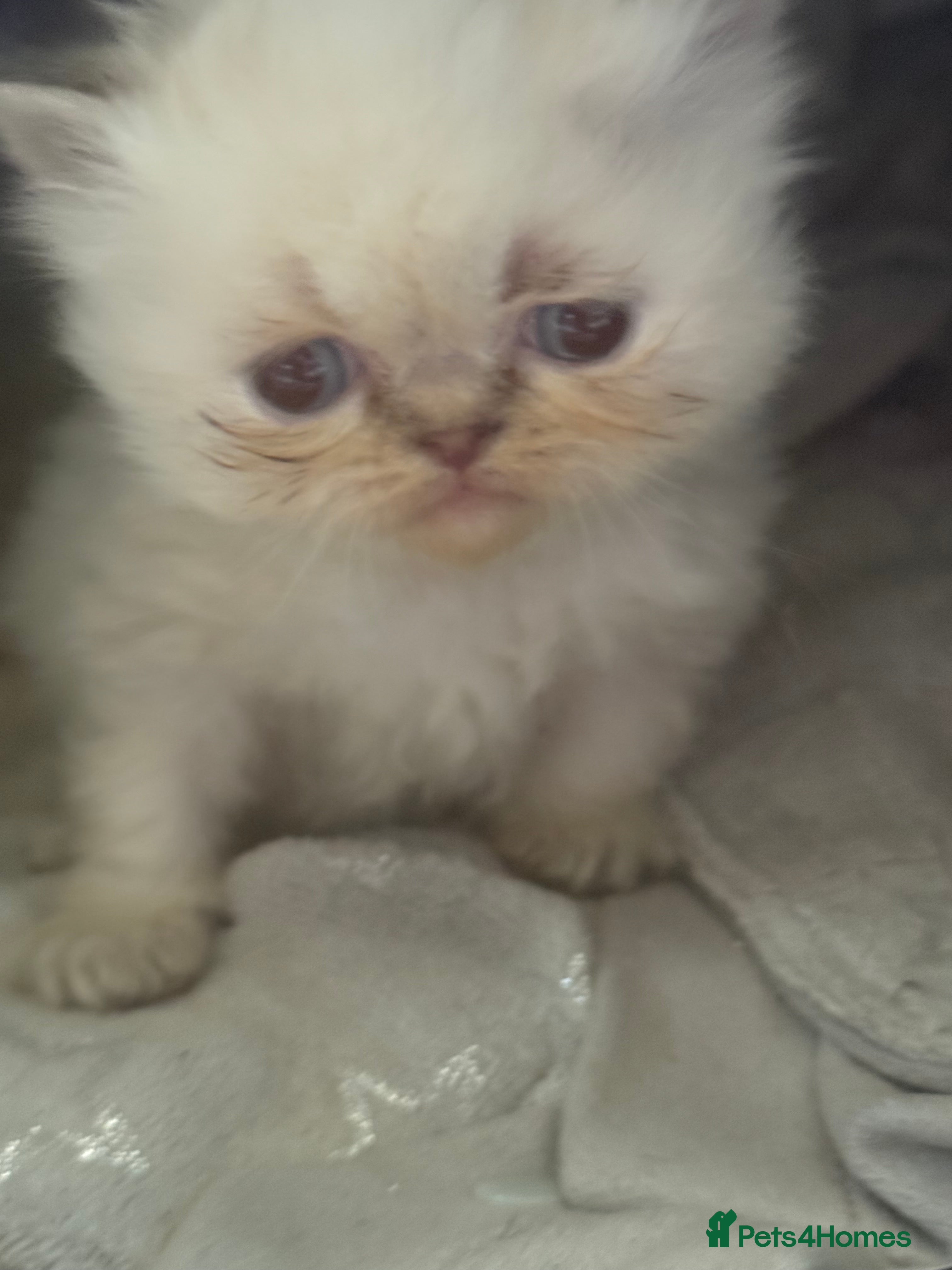 Persian cats Persian Kittens  - Advert 9